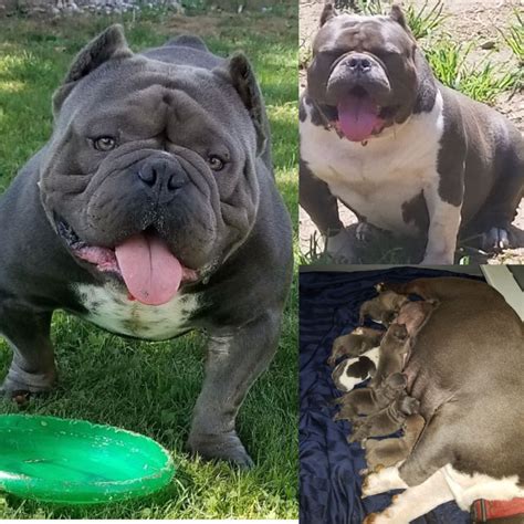 american bully puppies for sale in ny